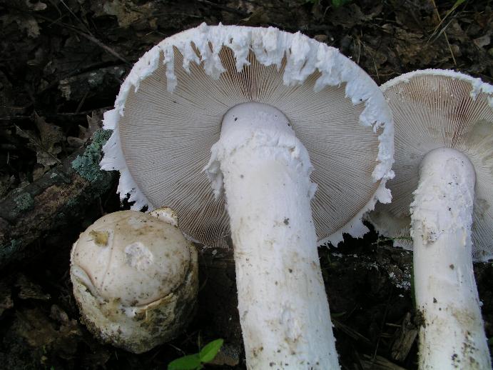 Amanite